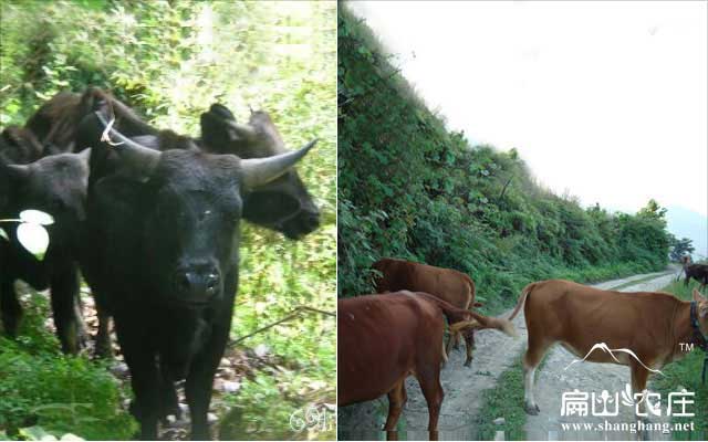 福建龍岩上杭膘肉（ròu）牛