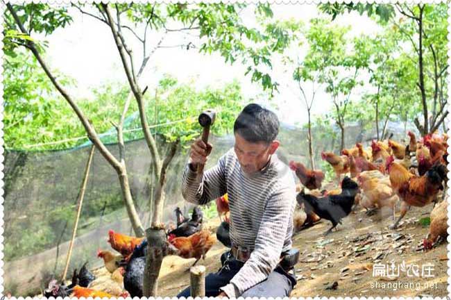 龍岩（yán）純生態（tài）養殖土雞