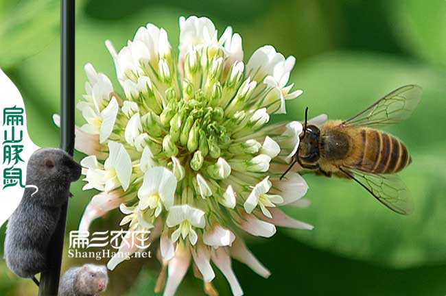 江西廣西（xī）白紅（hóng）花大果油茶種植和蜜蜂一起養殖（zhí）實現（xiàn）高產-扁山油茶