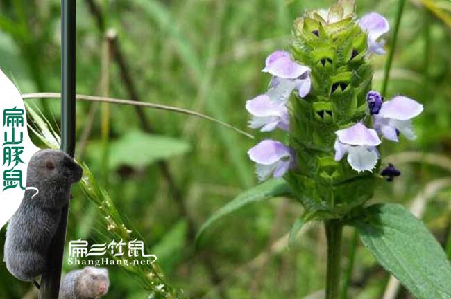 福建竹鼠吃夏枯草（cǎo）