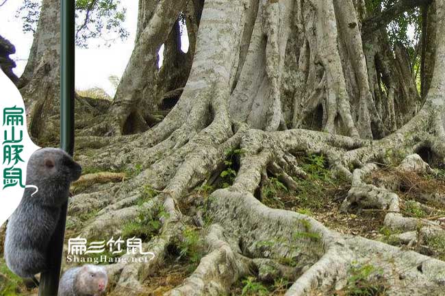 竹鼠吃榕樹