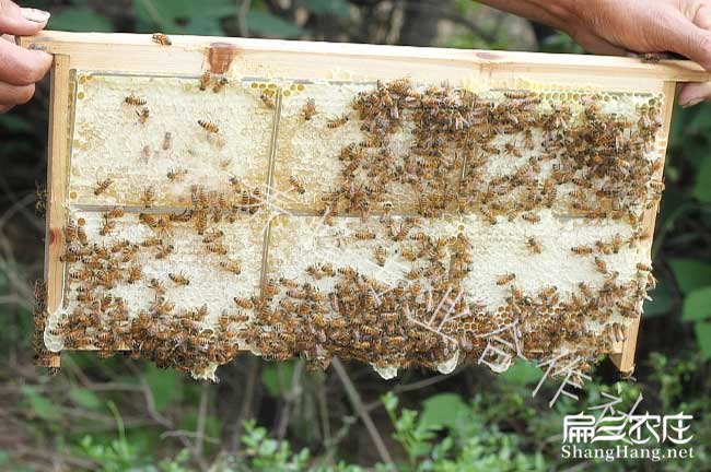 如果在華（huá）陰種植油（yóu）茶正