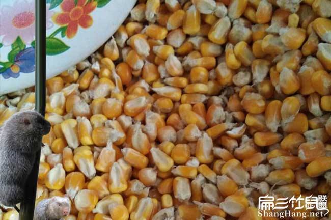 重慶竹（zhú）鼠養殖玉米