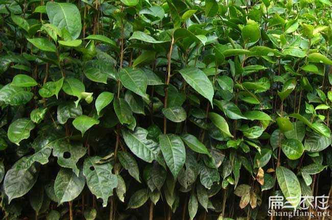 株洲大果油（yóu）茶苗