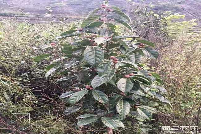 嶽陽油茶基地