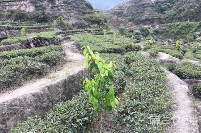 江西油茶園