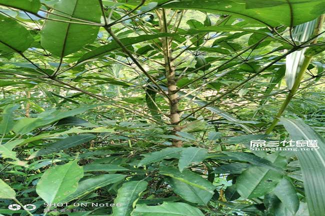 如果在養殖竹鼠水寨好