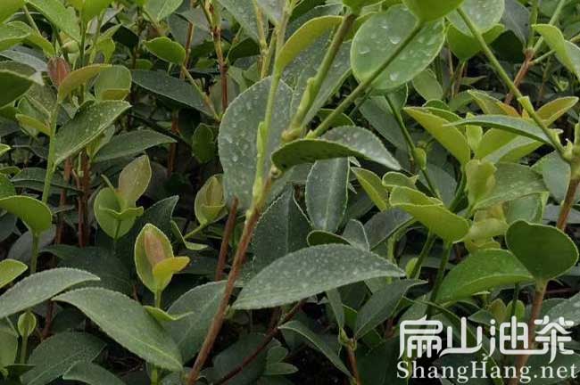 各省油茶種植前景如（rú）何？茶籽（zǐ）回收茶（chá）油價格一畝賺多（duō）少錢