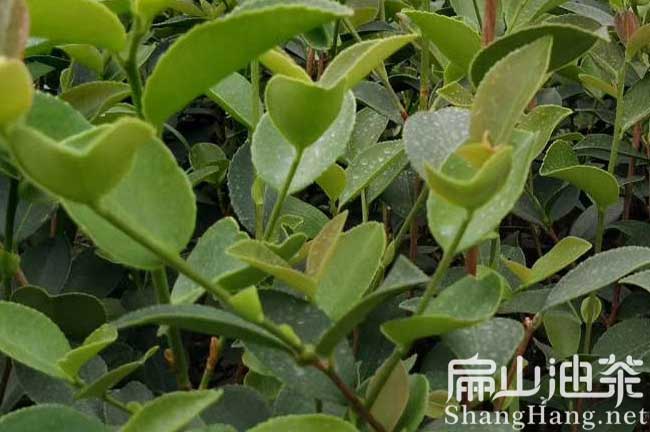 江西宜春油茶樹