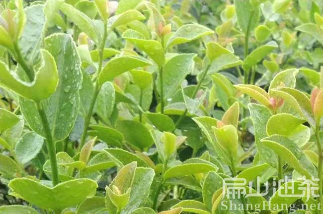 江西油（yóu）茶畝產量