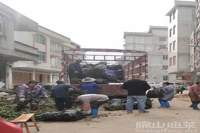 江西新油（yóu）茶苗