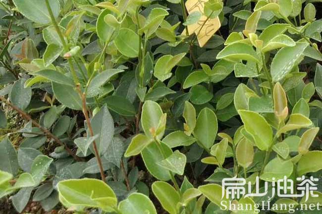 軟枝油茶苗品（pǐn）種（zhǒng）