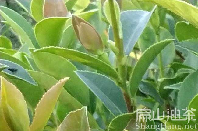 株洲油（yóu）茶苗批發