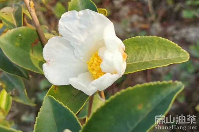 江西（xī）長林（lín）白花油茶苗