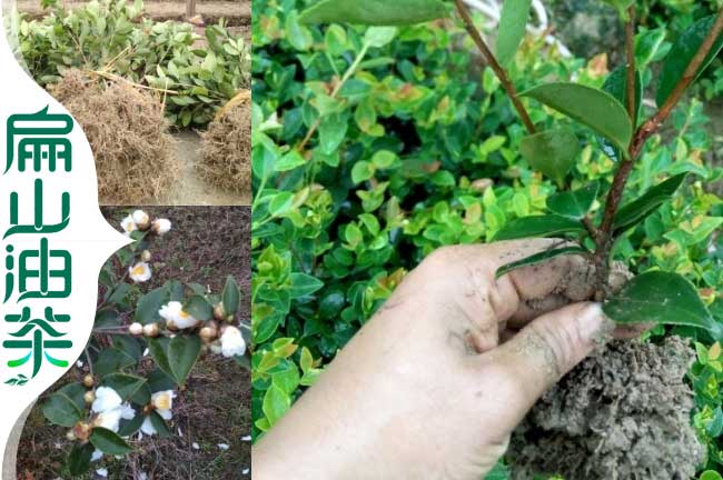 岑溪軟枝（zhī）油茶苗