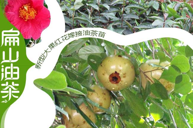 廣西油茶樹苗（miáo）隻開（kāi）花不結果（guǒ）的原因掉花果結果少-扁山（shān）油茶（chá）