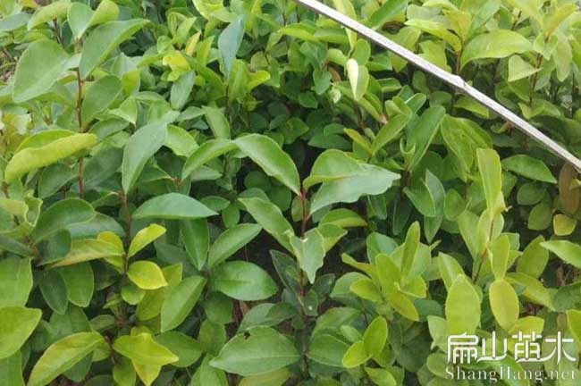 綿陽湘林210油茶苗（miáo）