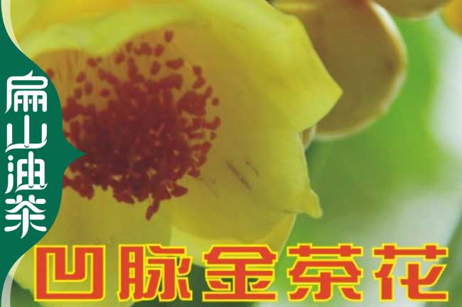 張家界金（jīn）花茶苗批發