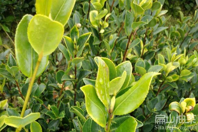 桂林油茶基地