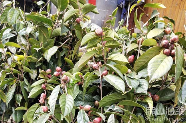 吉安紅花大果油（yóu）茶基地