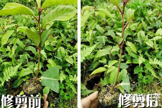 嶽陽大果油（yóu）茶種植