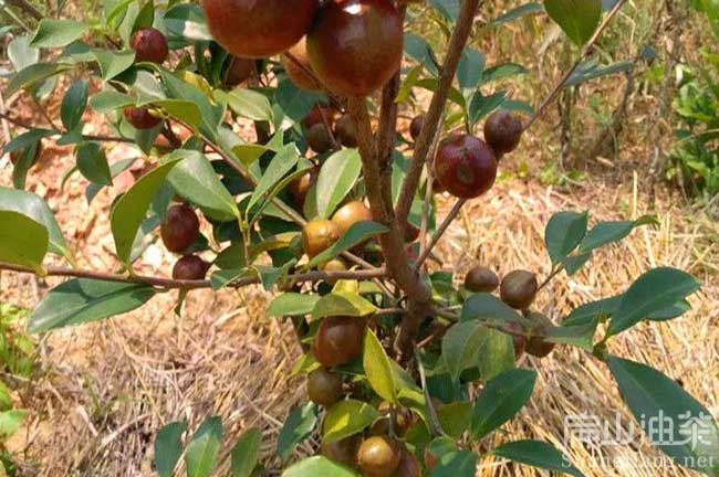 嶽陽（yáng）油茶基地