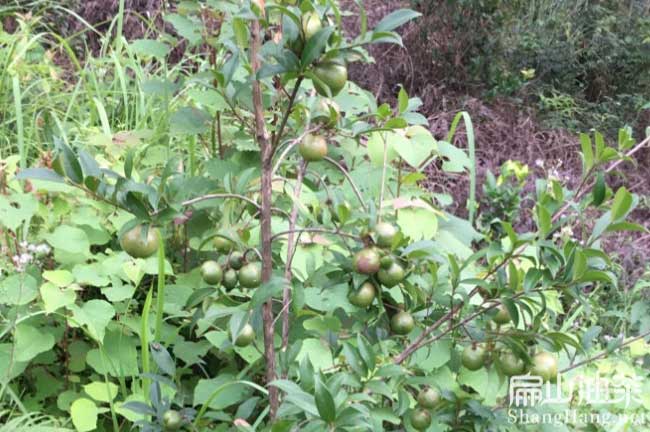 舞（wǔ）鋼紅花油茶（chá）苗