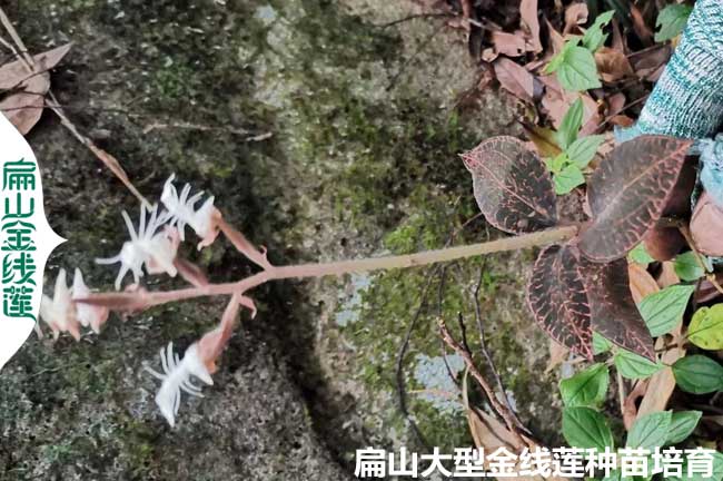 福建漳（zhāng）州南靖龍岩金線蓮幹貨種苗開花期的時間(食用（yòng）方（fāng）法)