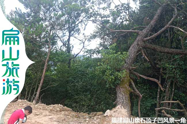 扁山上杭（háng）鬆樹風景