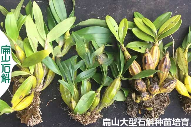 種苗批發 揭陽茂（mào）名金線蓮種苗 鐵皮（pí）石斛養殖基地（dì） 價（jià）格3元/杯