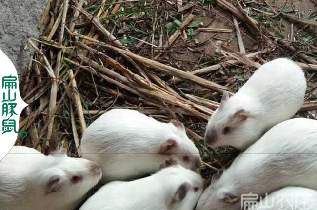 惠州豚鼠養殖場