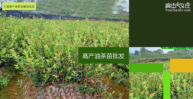 五華（huá）油茶（chá）種植（zhí）的主要問