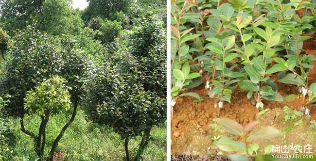 寶應縣（xiàn）油茶種植（zhí）重在邗