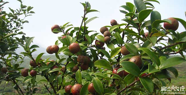 興寧縣市麵上紅花（huā）茶油