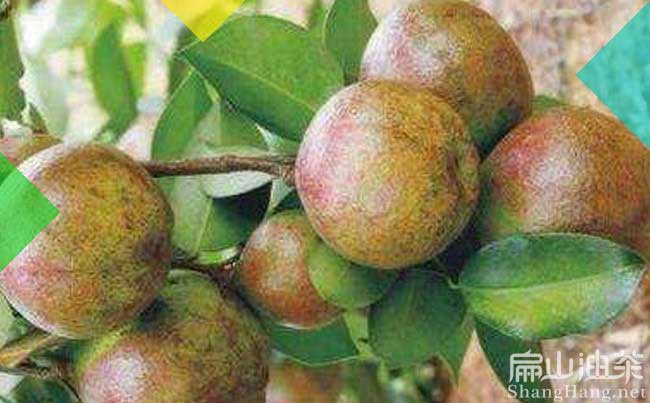 湖南紅花油（yóu）茶樹（shù）