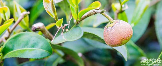 中（zhōng）國國內主要油茶苗品種：紅花大果贛無矮化（huà）湘林閩優（yōu）軟枝三華軟技（jì）長林