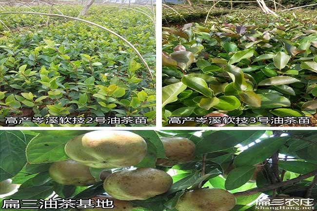 鹽井鎮北方種植茶油（yóu）的