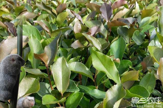 文屏鎮（zhèn）茶樹苗栽植行（háng）珠