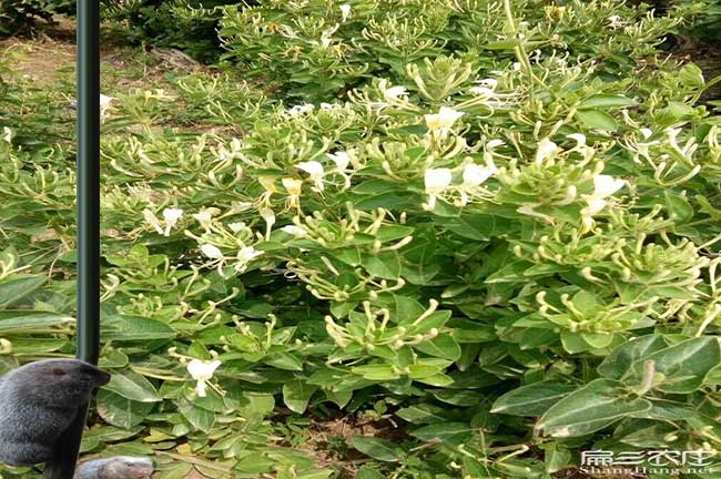 岑溪市油茶種植在泰國