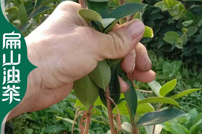 張家界油茶（chá）苗