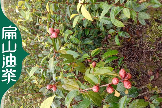 賀州大果油茶苗批發