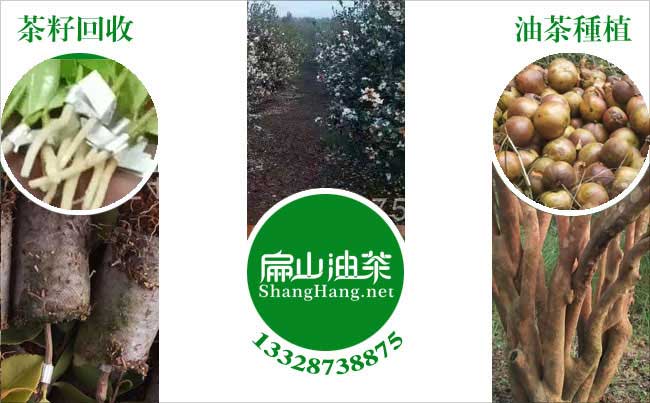 油茶種植（zhí）肥料