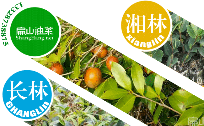 百色油茶基地【百色油茶基地（dì）賣大果紅（hóng）花油茶苗】-扁（biǎn）山油茶